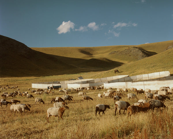 TIBETAN NOMAD FENCES